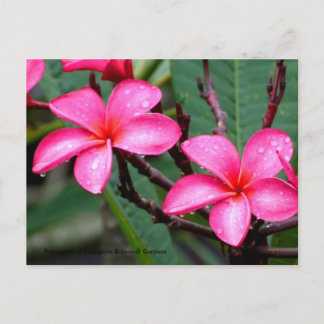 Exotische Blume, Frangipani am Botanischen Singapu Postkarte
