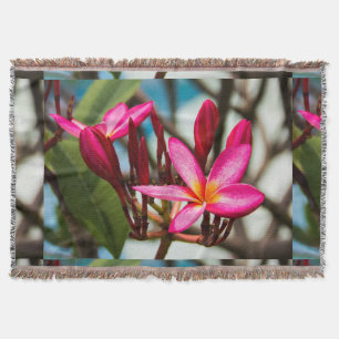 Exotische Blume-Hintergrund-Plumeria blüht Decke