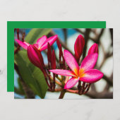 Exotische Blume-Hintergrund-Plumeria blüht Einladung (Vorne/Hinten)