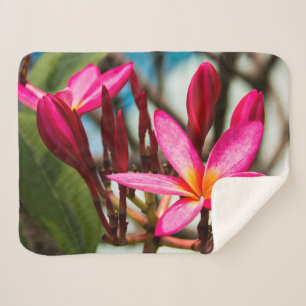 Exotische Blume-Hintergrund-Plumeria blüht Sherpadecke