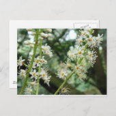 Exotische Blume in Irland Postkarte (Vorne/Hinten)