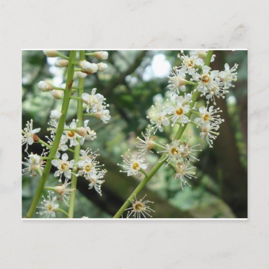 Exotische Blume in Irland Postkarte (Vorderseite)