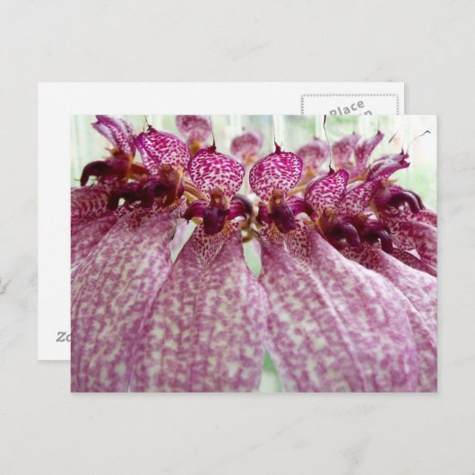 exotische Blume Postkarte (Vorne/Hinten)
