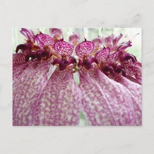 exotische Blume Postkarte (Vorderseite)
