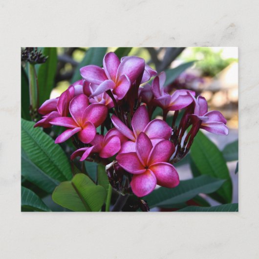 Exotische Blume, Postkarte (Vorderseite)