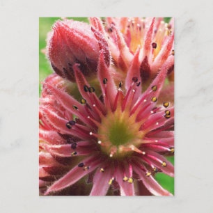 Exotische Blume, rosa Knospen, Sukkulente / Natur Postkarte