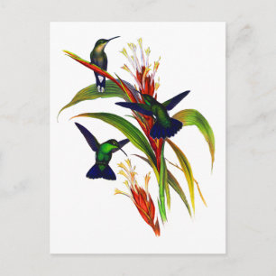 Exotische farbenfrohe Kolibris Postkarte