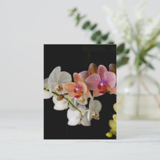 EXOTISCHE FARBORCHIDEN POSTKARTE (Stehend Vorderseite)