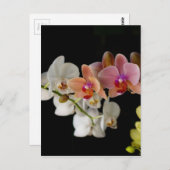 EXOTISCHE FARBORCHIDEN POSTKARTE (Vorne/Hinten)