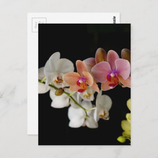 EXOTISCHE FARBORCHIDEN POSTKARTE (Vorne/Hinten)