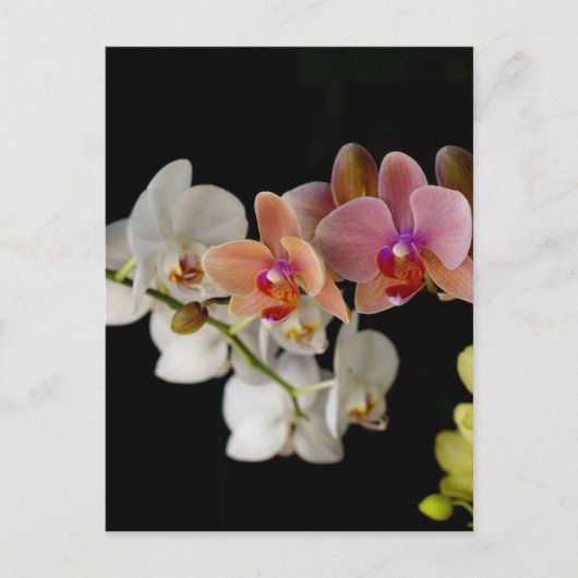 EXOTISCHE FARBORCHIDEN POSTKARTE (Vorderseite)