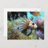 Exotische Fische Postkarte (Vorne/Hinten)