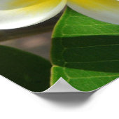 Exotische hawaiianische Blume Poster (Ecke)