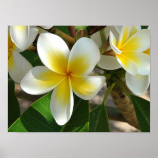 Exotische hawaiianische Blume Poster
