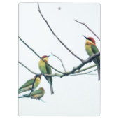 Exotische indische Kerala-Eater-Vögel auf Zweig Klemmbrett (Rückseite)