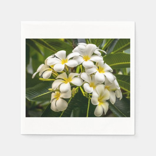 Exotische Insel Plumeria Cocktail Napkin Serviette (Vorderseite)