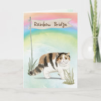 Exotische Kurze Haarkatze Beileid über Regenbogen