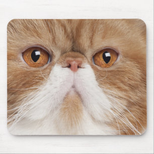 Exotische Kurzhaarkatze (2,5 Jahre alt) Mousepad