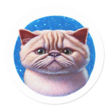 Exotische Kurzhaarkatze