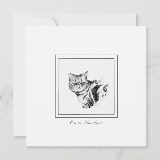 Exotische Kurzkatze - flache Karte (Vorderseite)