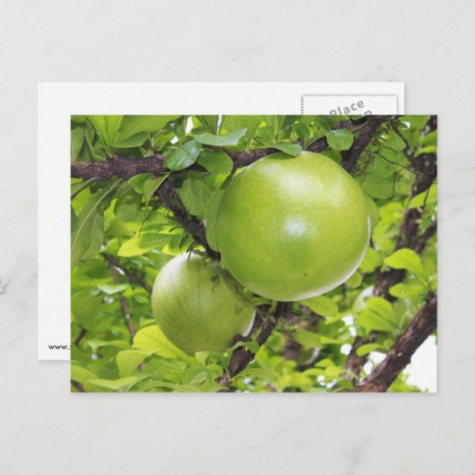 Exotische Maja-Früchte Postkarte (Vorne/Hinten)