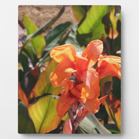 Exotische orangefarbene Blume Fotoplatte (Vorderseite)