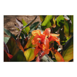 Exotische orangefarbene Blume Poster