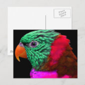 Exotische Papagei-Rosa Postkarte (Vorne/Hinten)