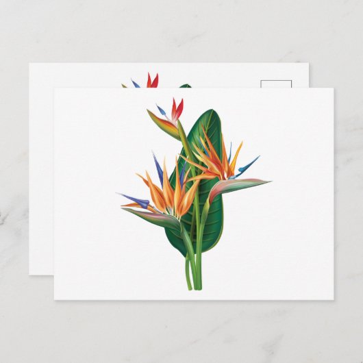 exotische paradiesische Blume Postkarte (Vorne/Hinten)
