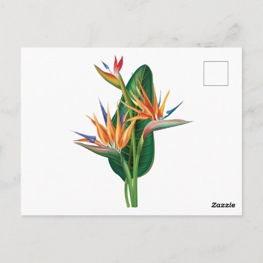 exotische paradiesische Blume Postkarte (Rückseite)