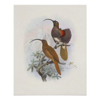 Exotische Paradiesvögel der Berge Vintage-Illustra Poster