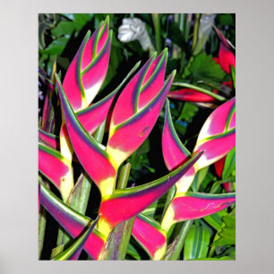 Exotische Pflanze (1) Poster