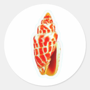 Exotische Pontifikal-Mitraschnecken-Aufkleber, sel Runder Aufkleber