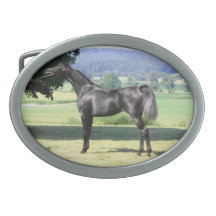 Exotische schwarze arabische Stute