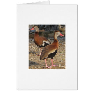 Exotische schwarze Bauch-Baum-Enten