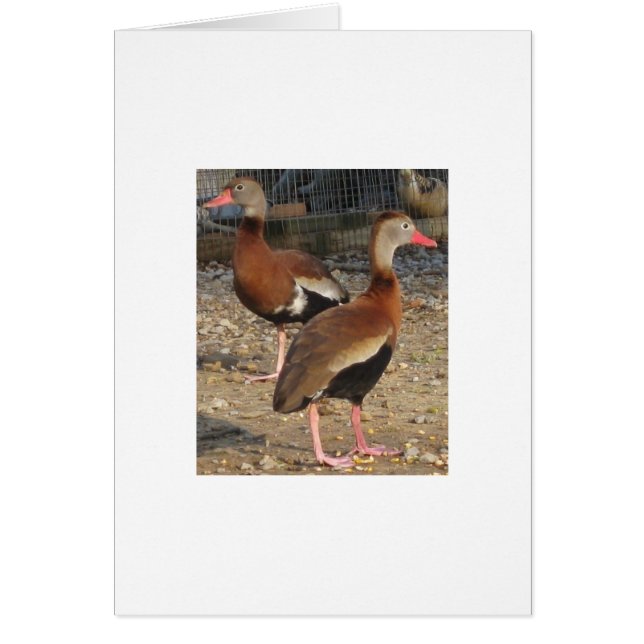 Exotische schwarze Bauch-Baum-Enten (Vorne)