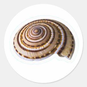 Exotische tropische Meeresmuscheln - Küsten-Natur- Runder Aufkleber