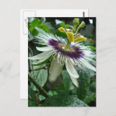 Exotische tropische Passionsfrucht-Blume Postkarte (Vorne/Hinten)