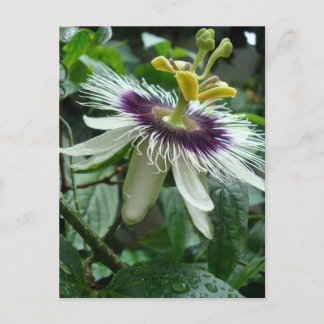 Exotische tropische Passionsfrucht-Blume Postkarte