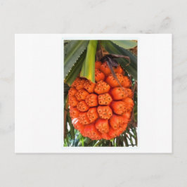 Exotischer Meer-Pandanus - Essene Seltene Tropisch Feiertagspostkarte