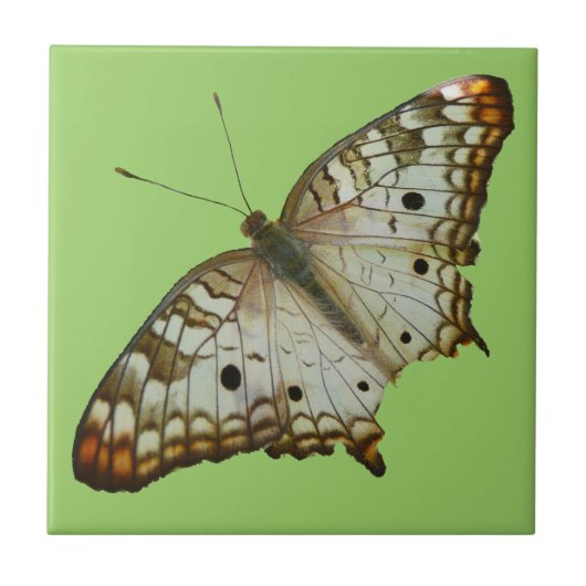 Exotischer Schmetterling aus St. Lucia Fliese (Vorderseite)
