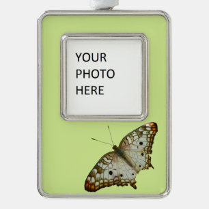 Exotischer Schmetterling aus St. Lucia Rahmen-Ornament Silber