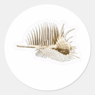 Exotischer Venus-Kamm-Murex-Schnecken-Sticker, sel Runder Aufkleber