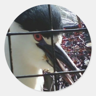 Exotischer Vogel im Zoobild Runder Aufkleber