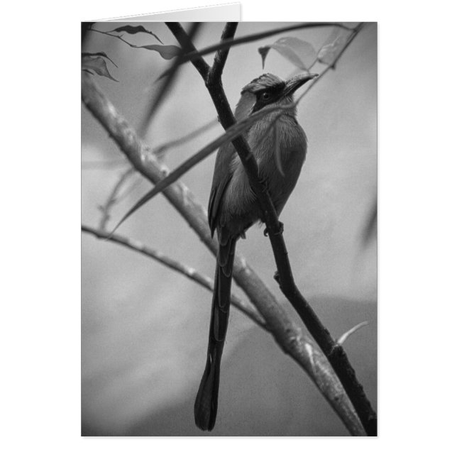Exotischer Vogel in Schwarzem u. im Weiß (Vorne)