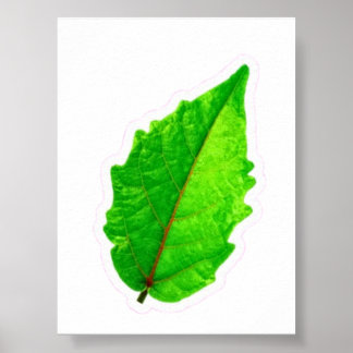 Exotisches tropisches grünes Blatt mit roten Adern Poster