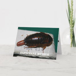 Expectant Mutter Dubia roach mit Eizelle Karte
