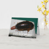 Expectant Mutter Dubia roach mit Eizelle Karte (Gelbe Blume)