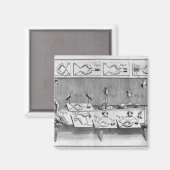 Experiment an Fröschen Magnet (Vorderseite/Rückseite)