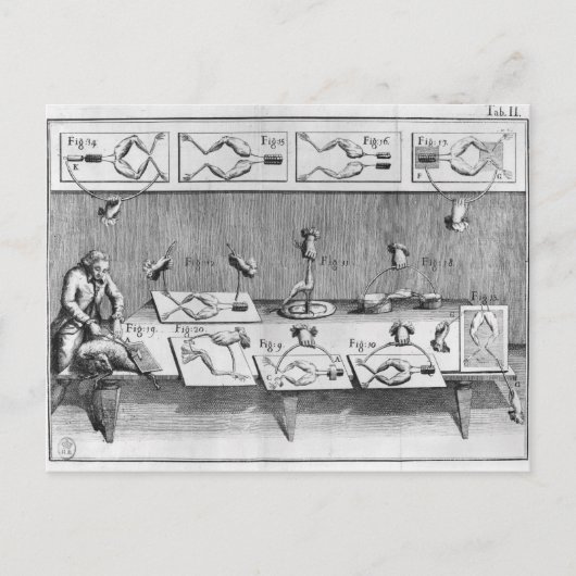 Experiment an Fröschen Postkarte (Vorderseite)